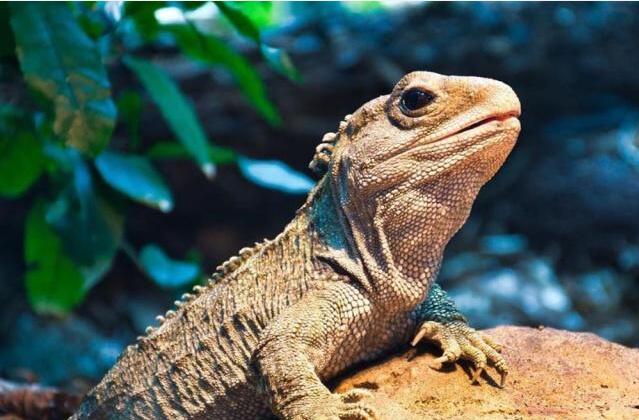 13种世界上最长寿动物见过一种此生无憾