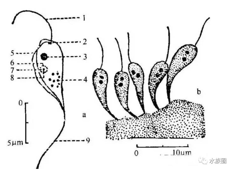 鳃隐鞭虫或颤动隐鞭虫寄生于鱼鳃,临床可见鱼体变黑,鳃丝鲜红,有许多