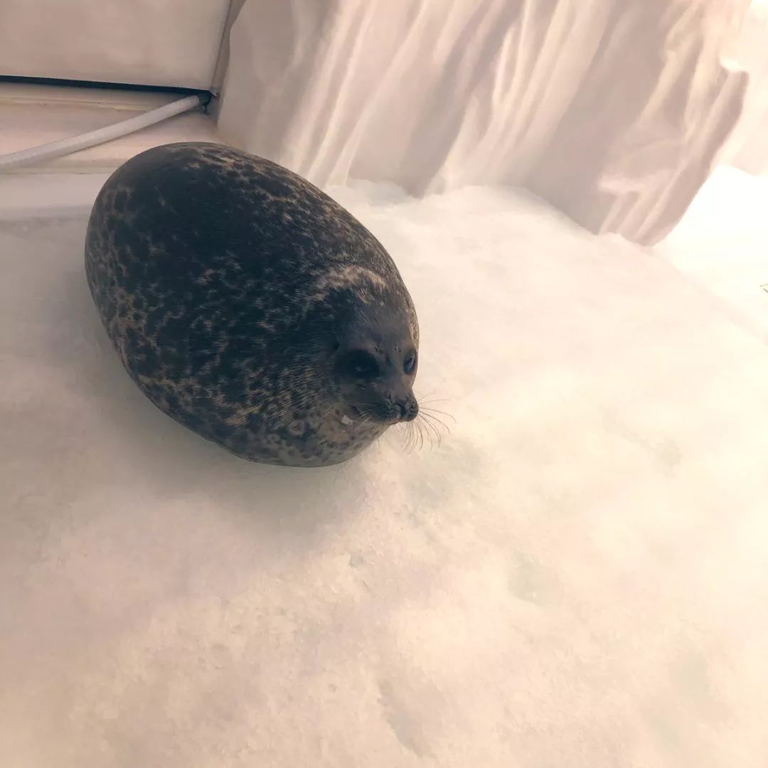 大阪海洋馆圆滚滚的海豹再次成为焦点,人家的萌点就是特别胖!