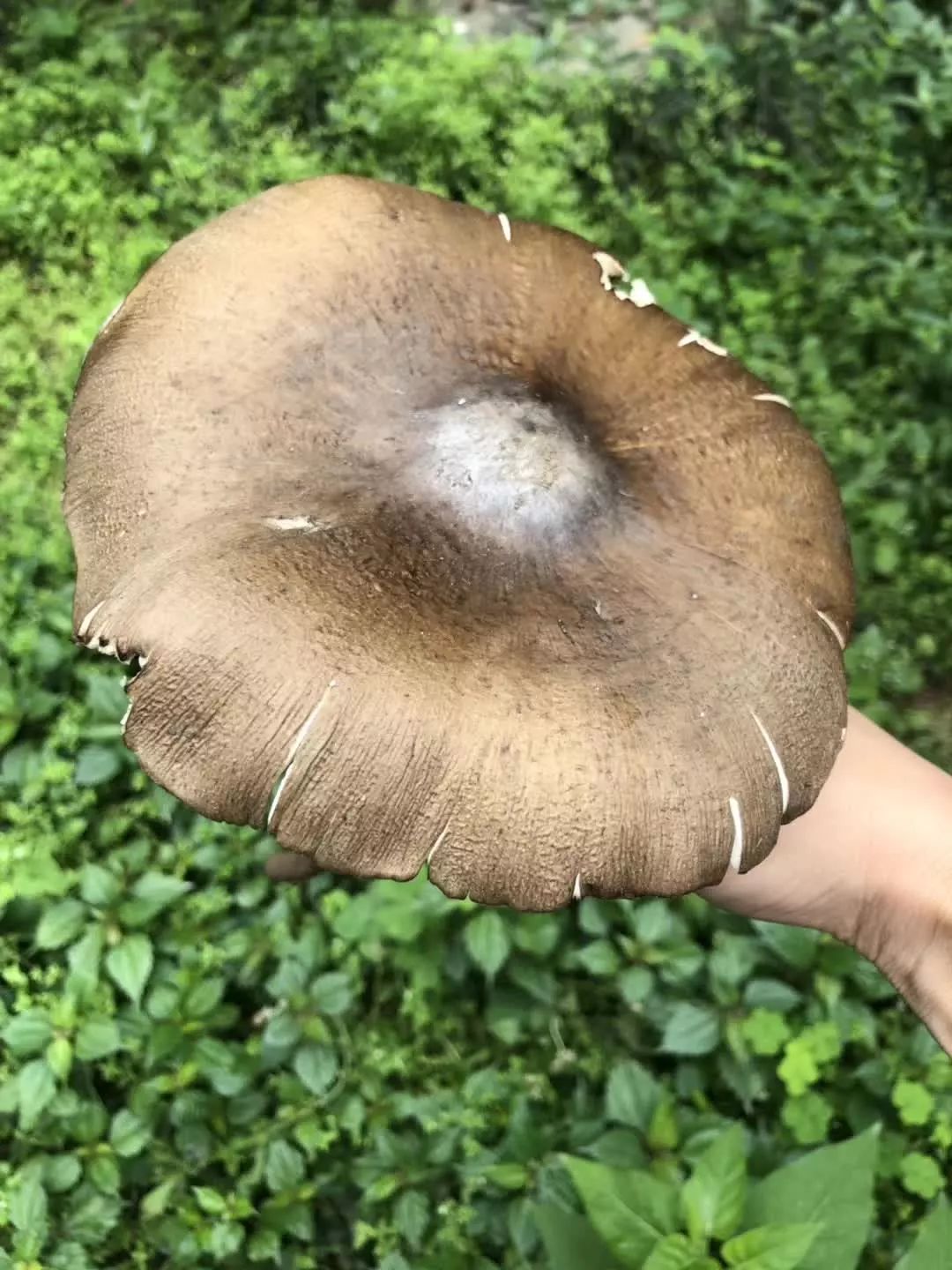 了!今年150元/斤抢着买~另附捡斗鸡菇攻略_井研