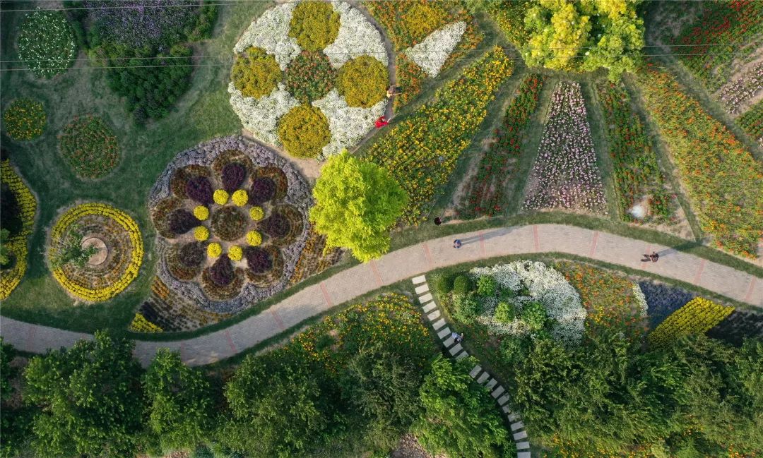 泰达百花园 3万余株花卉开出"最美花径"