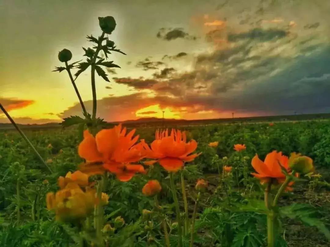 来吧草原四大名花都在锡林郭勒