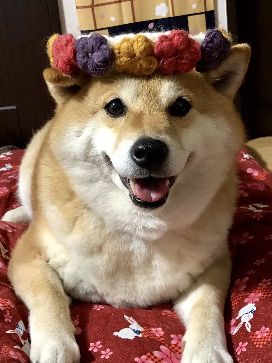 又想骗我养狗日本这只柴犬靠蠢萌吸粉100多万是狗生赢家了