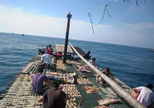 曝光惠安小岞鱿鱼独特的捕捞方式