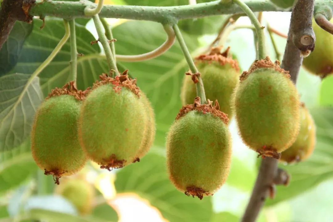 6月份是猕猴桃营养生长和生殖生长的关键时期,也是猕猴桃果实迅速膨大