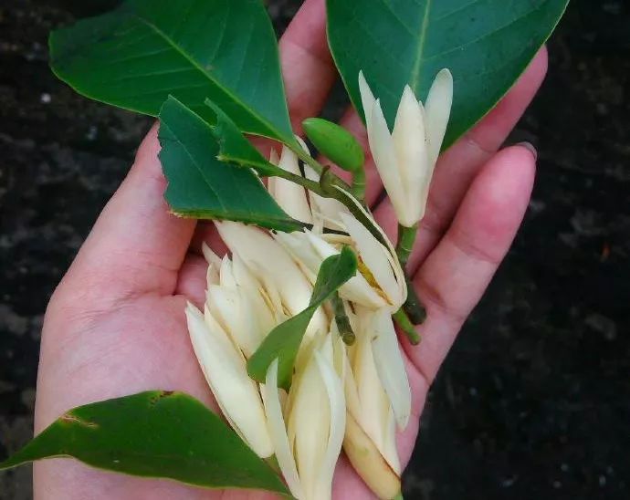 南花解热解郁因为它气机清灵啊