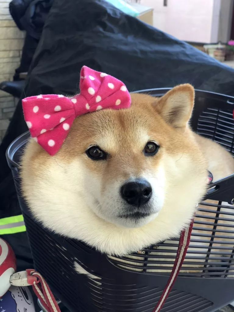 又想骗我养狗日本这只柴犬靠蠢萌吸粉100多万是狗生赢家了