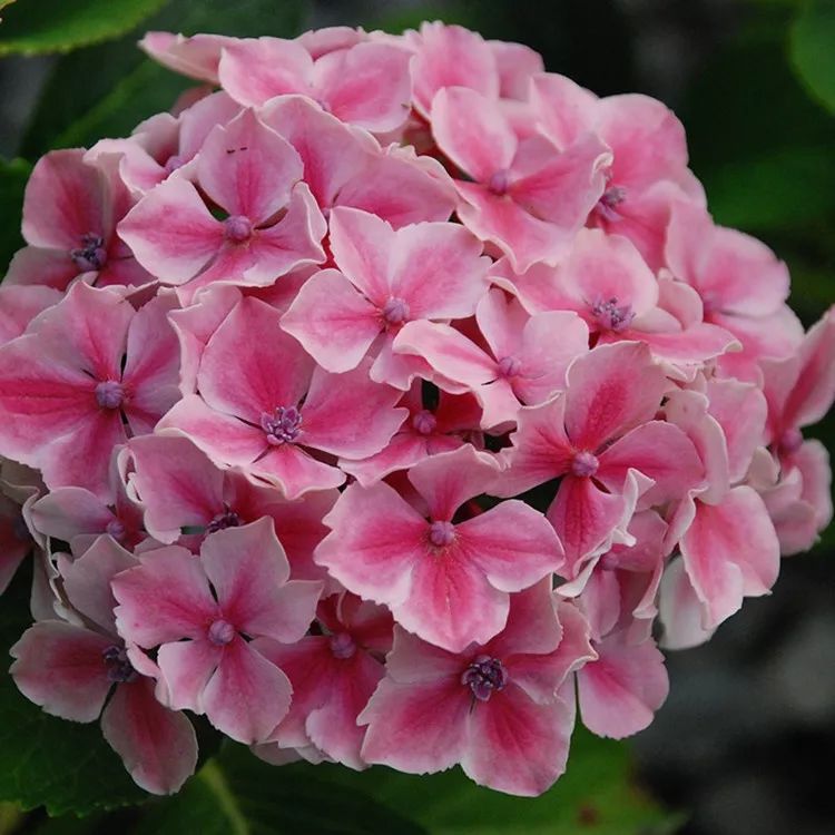 每日一花绣球花魔幻小丑老枝开花花色可蓝可粉