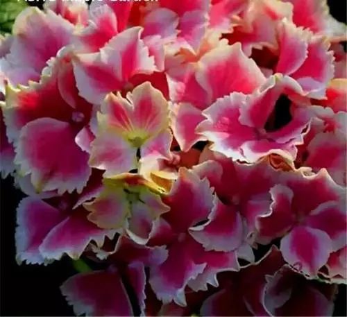 每日一花绣球花魔幻小丑老枝开花花色可蓝可粉