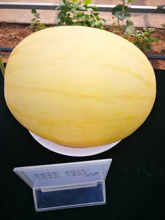 同台比较,有我们耳熟能详的福运来,超越梦想,京欣1号,京欣2号等京欣