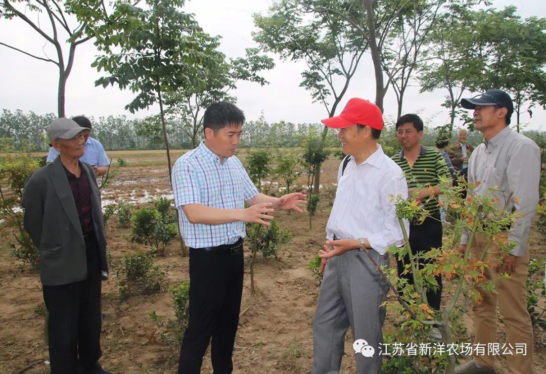绿意盎然：如何打造优质绿化苗木基地