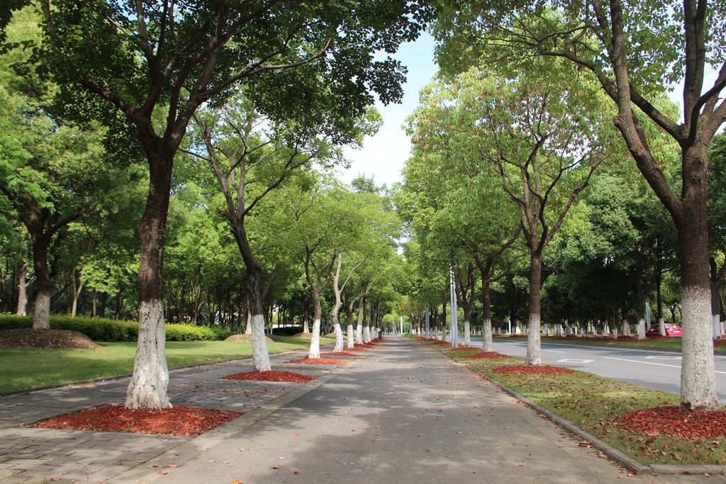 美丽花桥丨城市绿化管养有新招道路林下景观更多彩