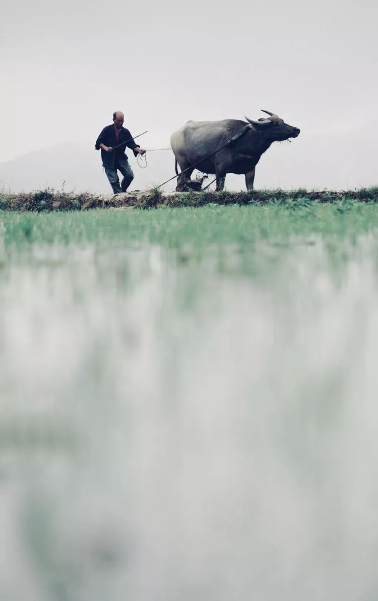 古韵泳溪田头牛耕田这样的景象如今很少见了
