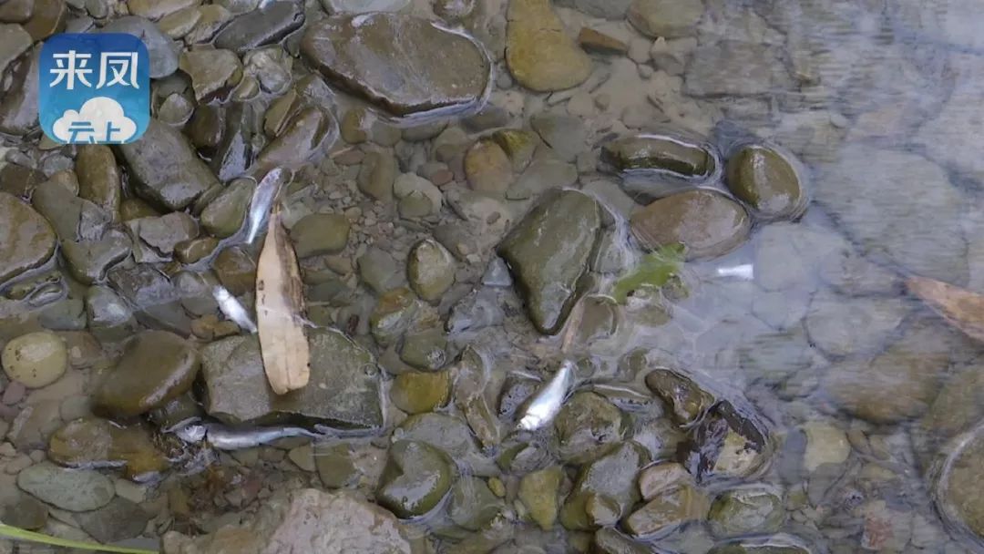 鞭炮炸魚發現竟有人在芭蕉溪村謝家壩河段接到群眾舉報6月3日1竟還有