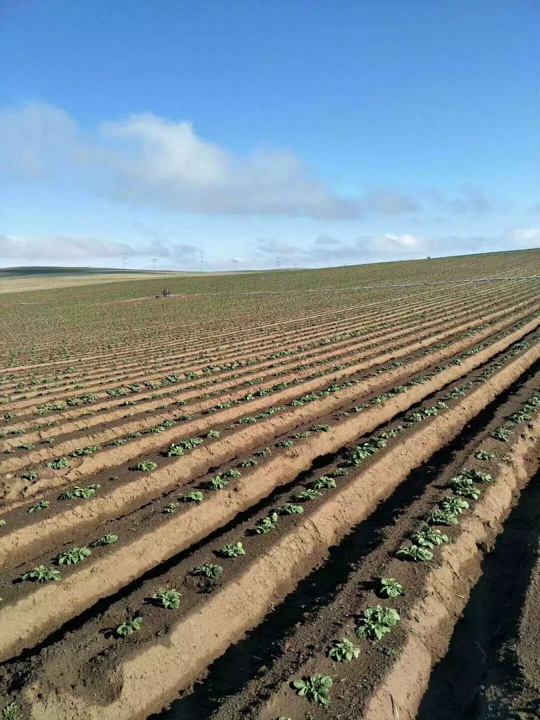 马铃薯的领地垄正行直喜雨兆丰年.