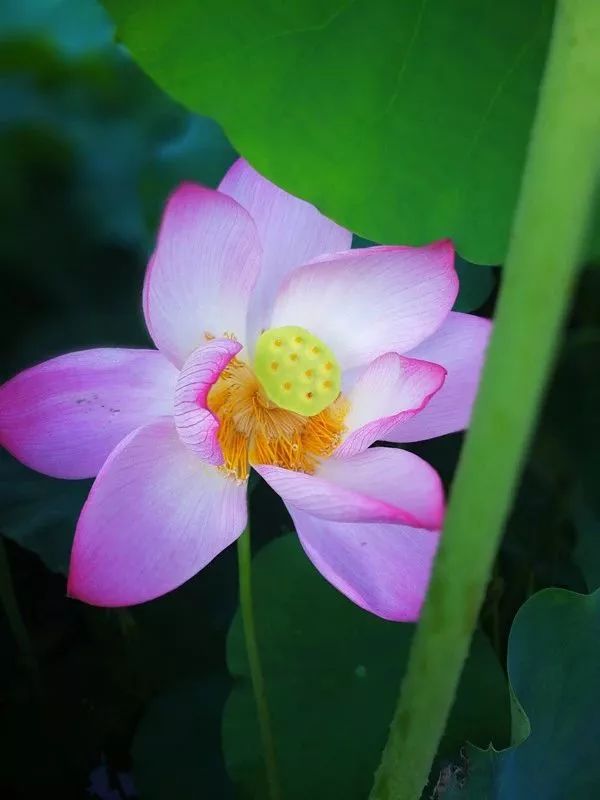 牛华燕山上千亩荷花开了!后天还要举办"荷花节",大量美图来袭!
