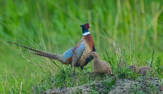 贺州一男子捕猎山鸡被民警抓了个现行