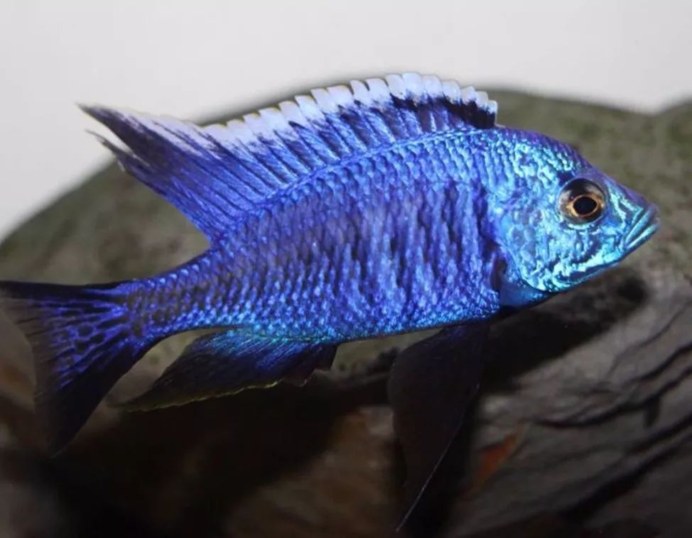 图鉴专栏sps线野生马湖现货图鉴2019610