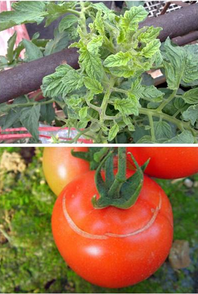 快看,你家作物缺钙了,还不赶紧补补钙!