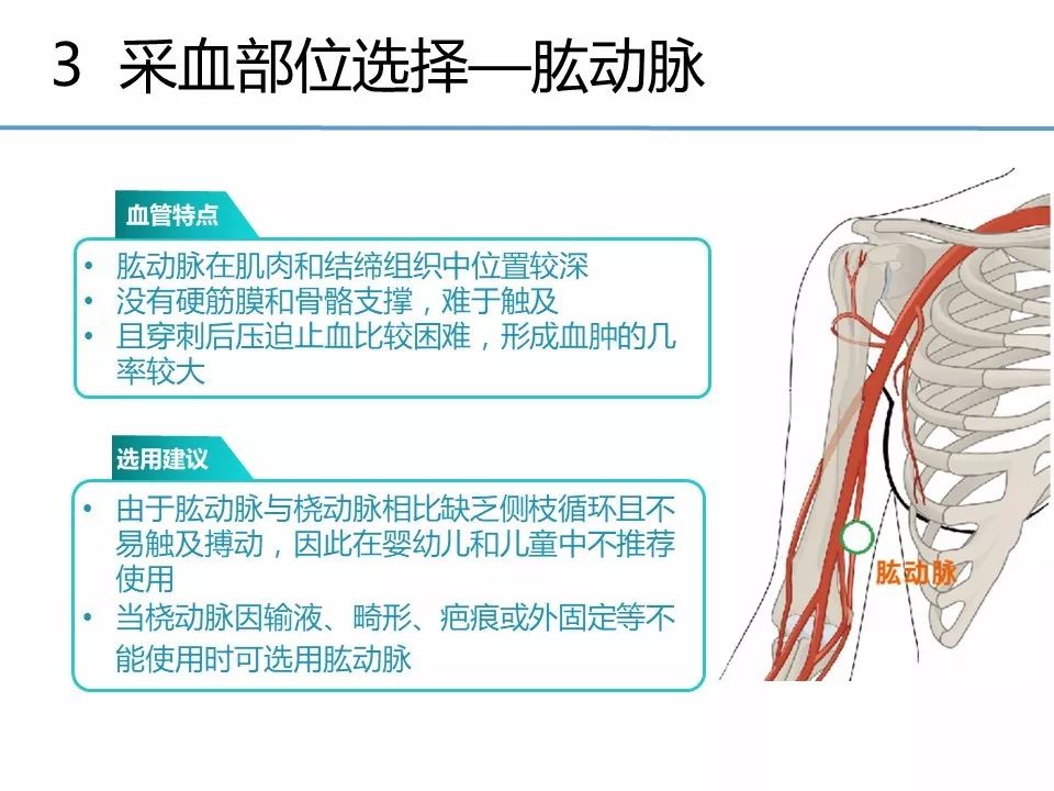 肱动脉采血图片