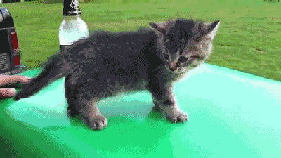 喂!给点反应?搞清楚哦,你是一匹马!仓鼠兄,你的健身方式错了哦.