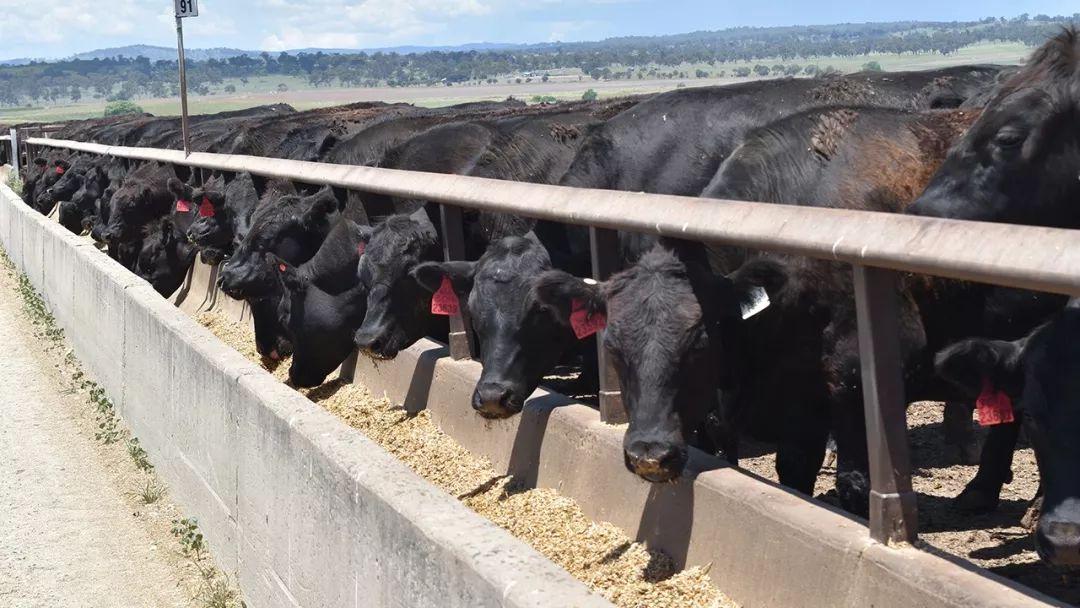 我们之前也介绍过草饲牛与谷饲牛的区别:吃沙拉的牛更瘦,而吃碳水的