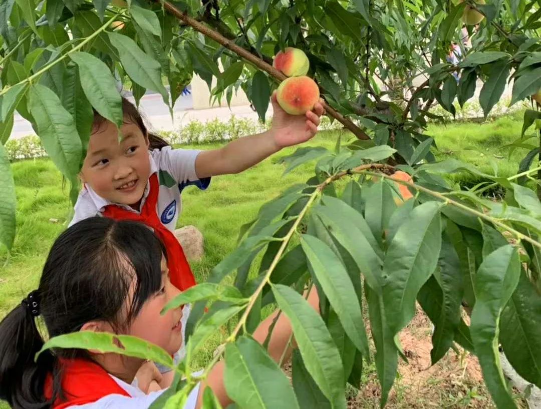现场欢乐!通江这所学校的师生,集体"翘课"摘桃子