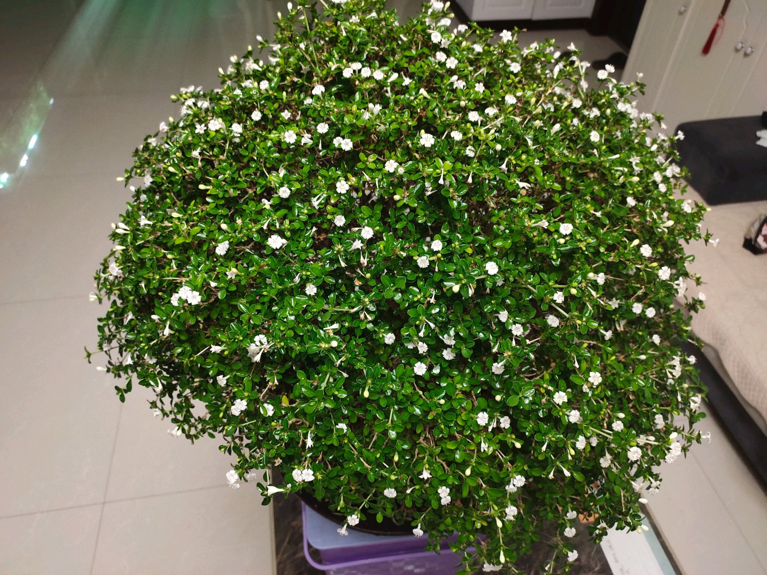 夏季养六月雪盆栽开花似满盆飞雪的养护技巧