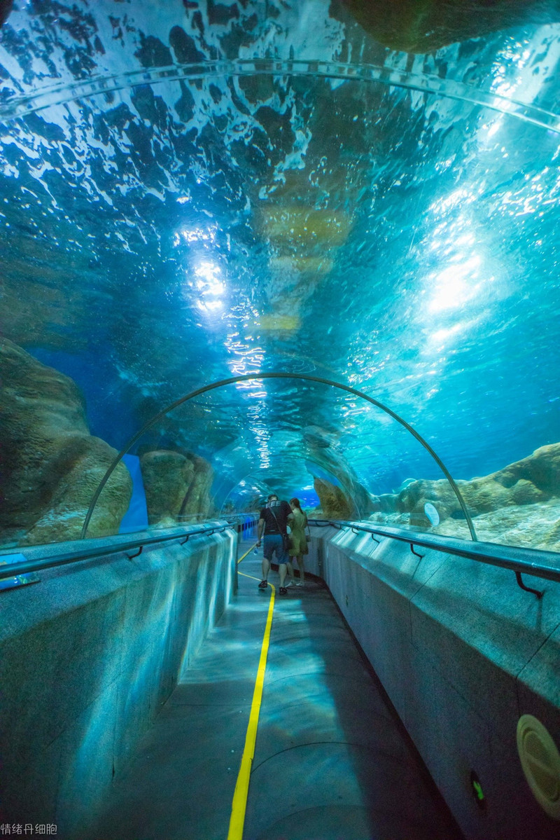 最期盼的就是海底隧道,118米超长深海通道,是一群人与一群海洋生物的