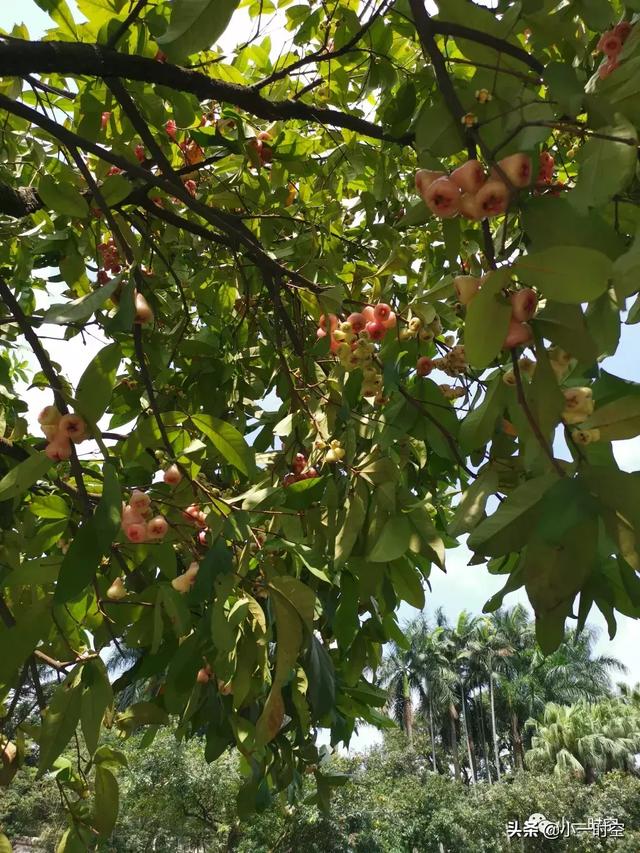 花花世界:这棵树,人们都观赏它美丽的果,有人关注过它的花吗_果实