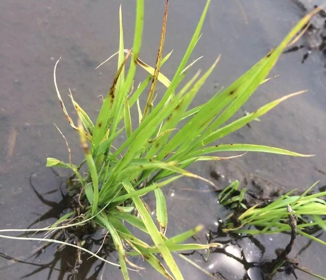 水稻出现药害怎么办!