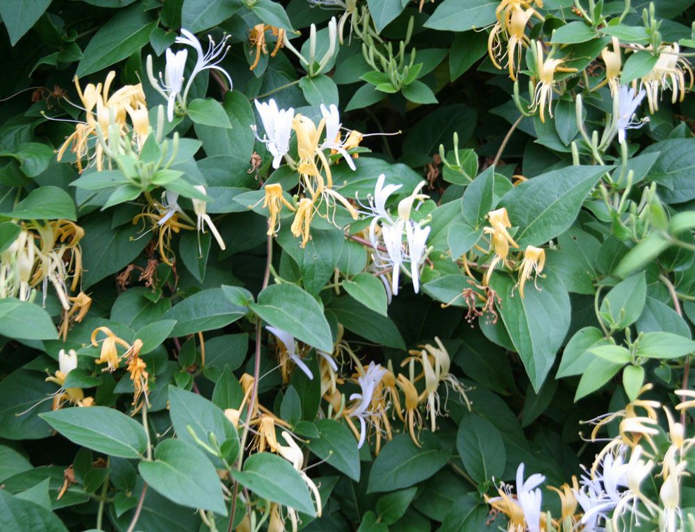 在院子里种些金银花花朵好看清香比种玫瑰好多了