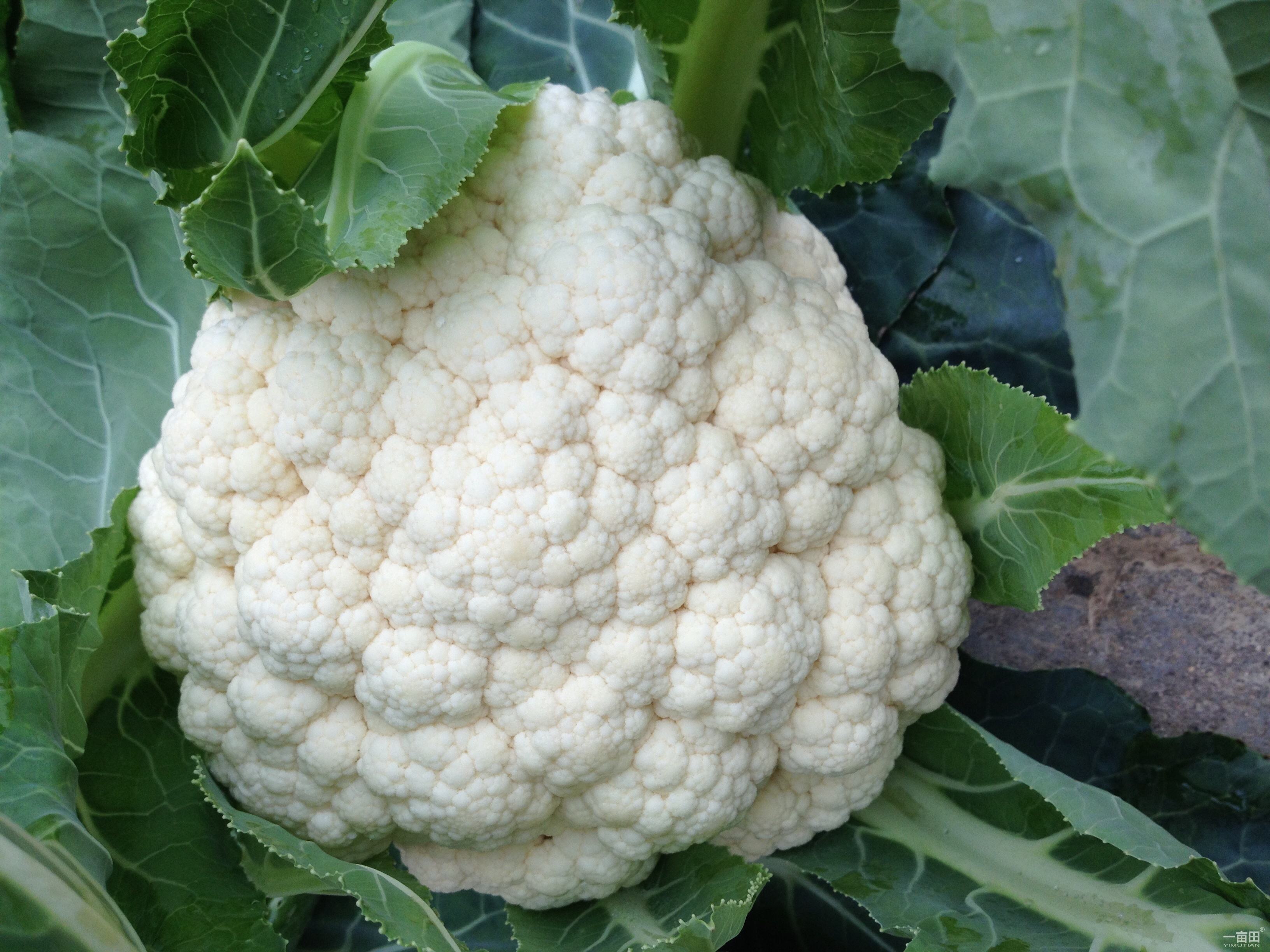 它是前列腺的特效药男人坚持吃点效果或比药还好