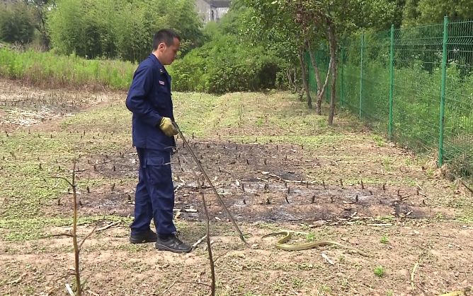 夾出來裝入編織袋中消防隊員就利用捕蛇器發現是條無毒的蛇一條長約1