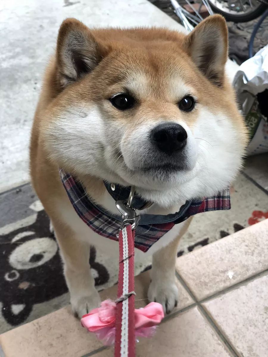 又想骗我养狗日本这只柴犬靠蠢萌吸粉100多万是狗生赢家了