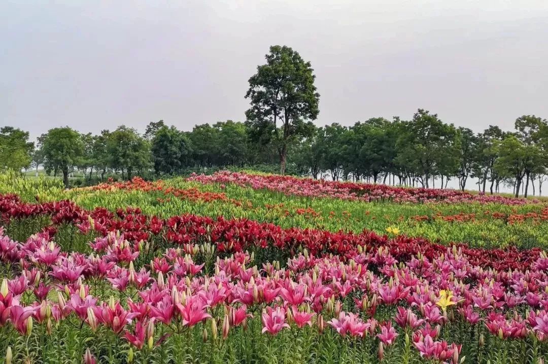 东海西双湖百合园正式开放即将进入盛花期还是免费的