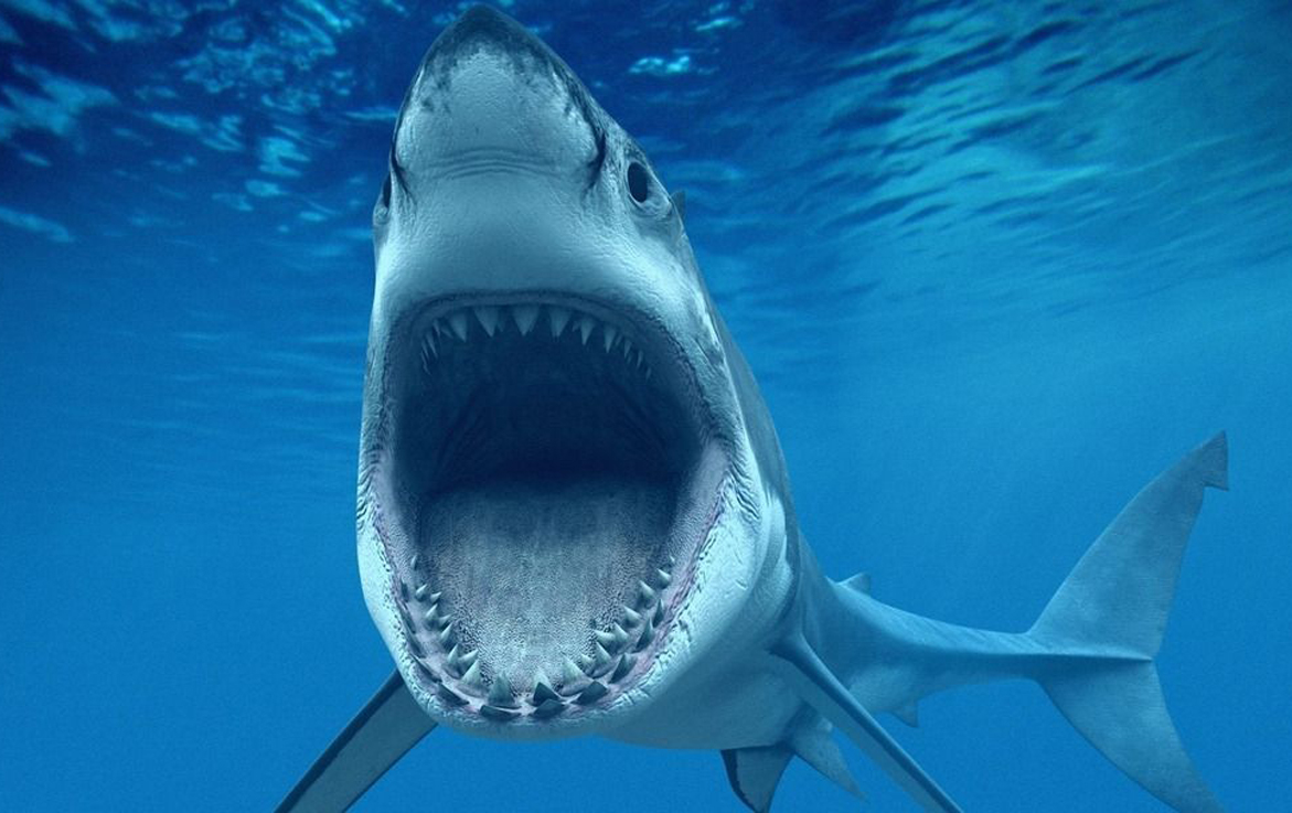 水中霸王成了破案高手,历史上的稀奇案件!_鲨鱼