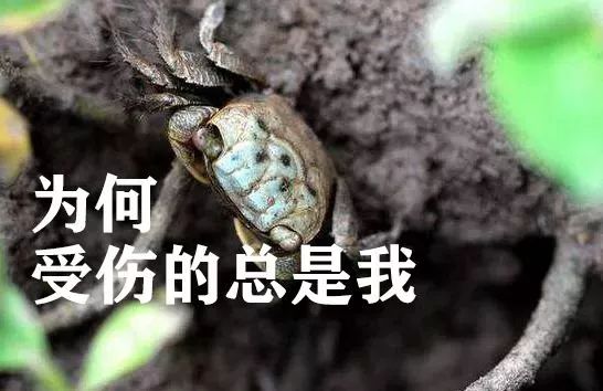 崇明岛兄妹登上安徽卫视一首酿酒歌震撼全场