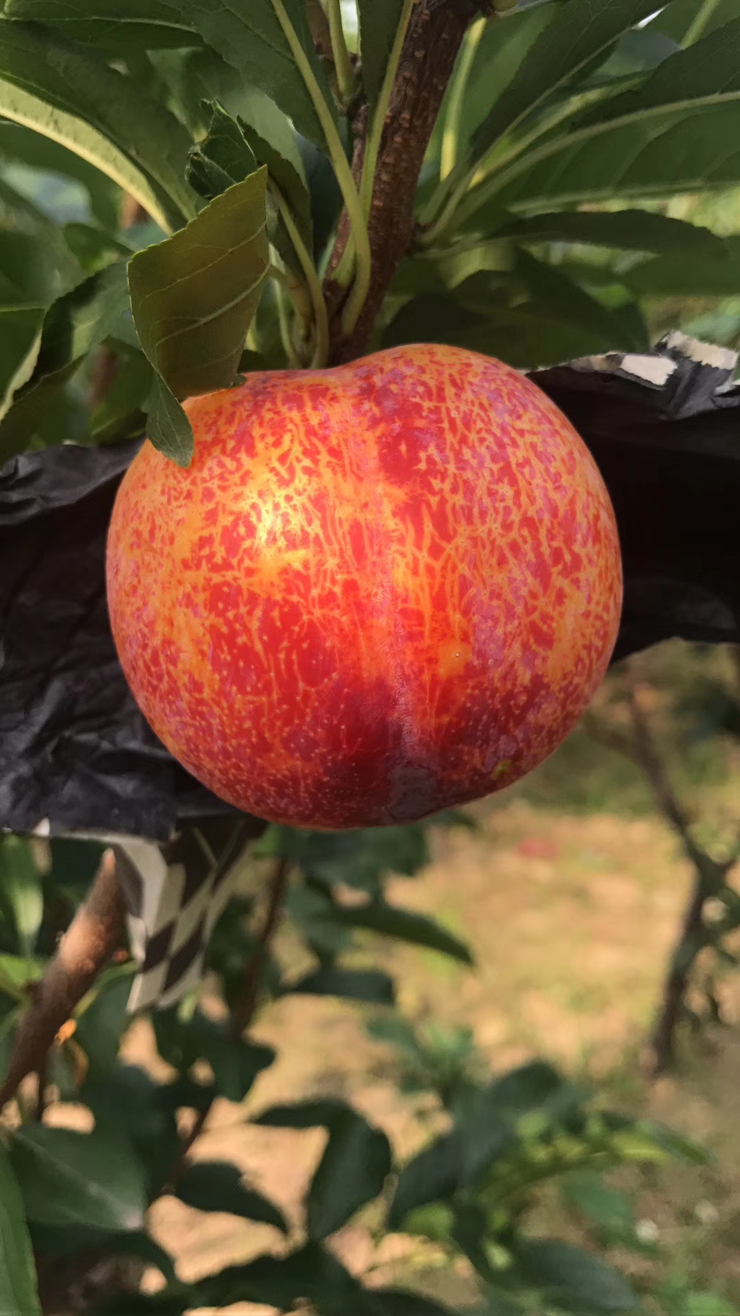 国峰七号李子苗特点抗寒国峰七号李子苗管理修剪