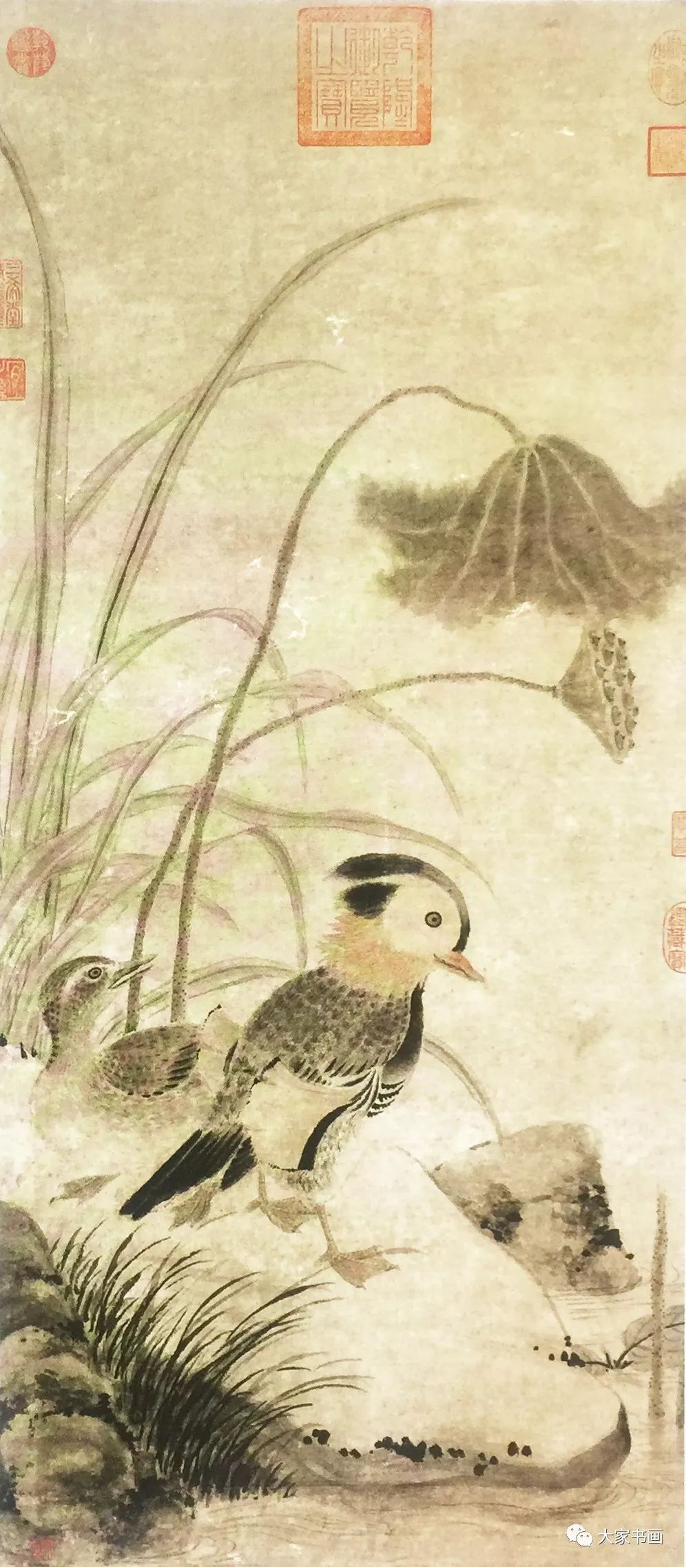 张中 枯荷图(局部▲现代 李苦禅 新雨后(局部▲清 朱耷 荷花翠鸟图
