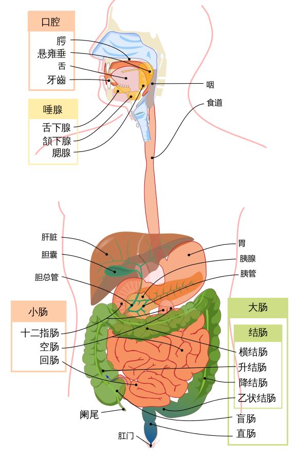 人体肠胃分布图片图片