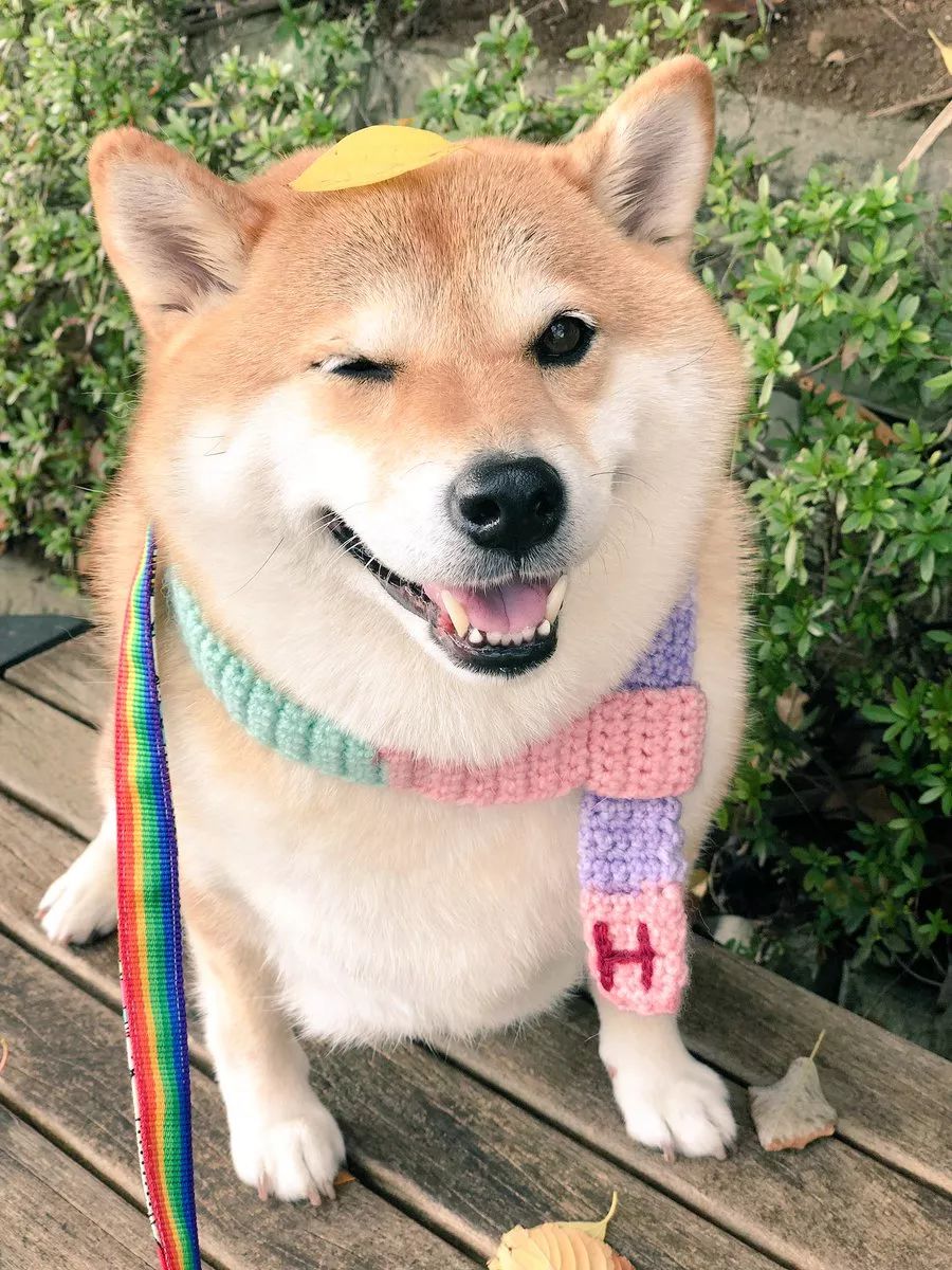 又想骗我养狗日本这只柴犬靠蠢萌吸粉100多万是狗生赢家了