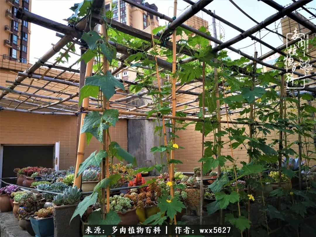 烈日高温下的坚强多肉你是爱是暖是希望