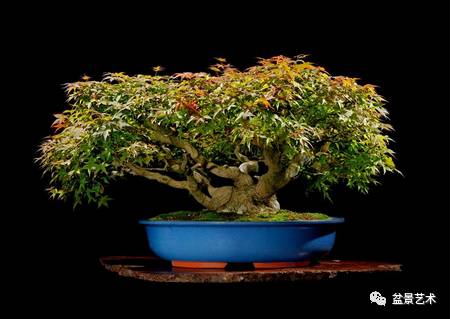 枫树盆景制作