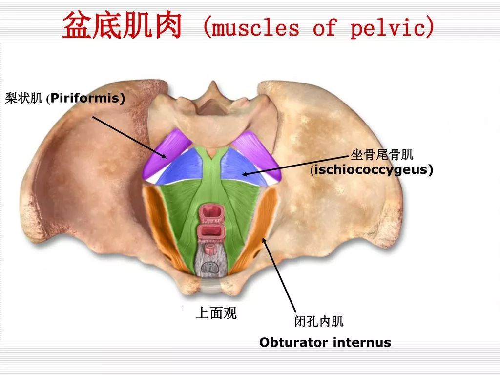 婚育女性的自救,应该被重视的私密修复问题_盆底