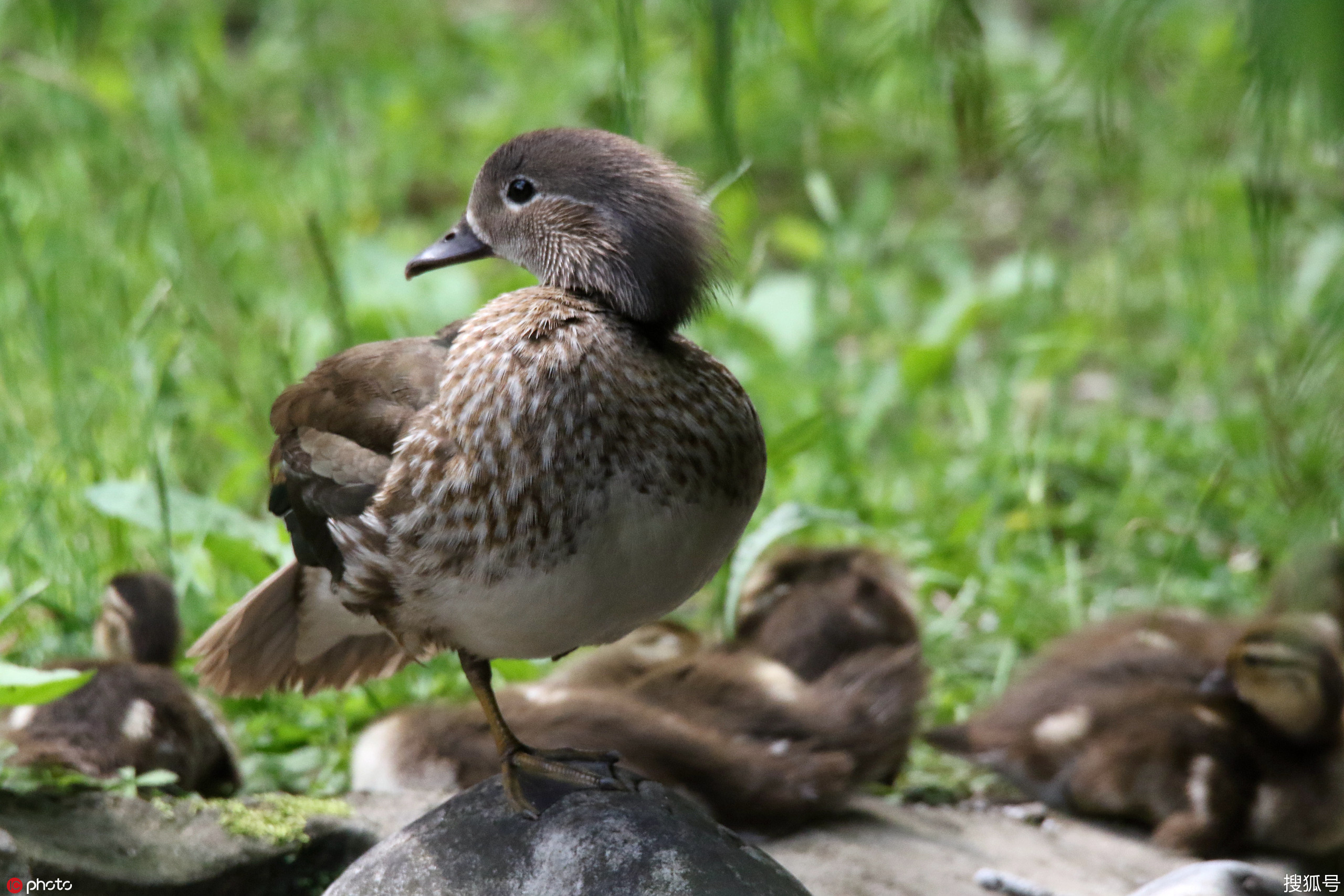 哈尔滨21只小鸳鸯呆萌可爱 游人面前频频曝光