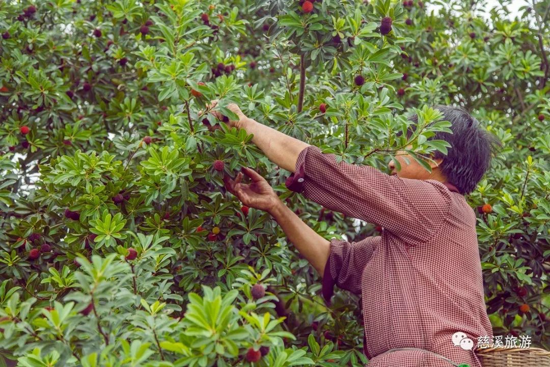 这里的杨梅什么时候成熟哪里摘线路怎么样2019最全慈溪杨梅游玩攻略