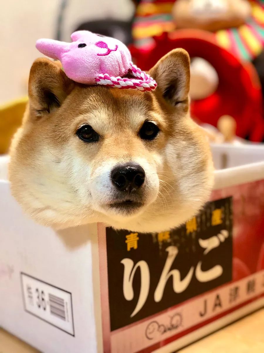 又想骗我养狗日本这只柴犬靠蠢萌吸粉100多万是狗生赢家了