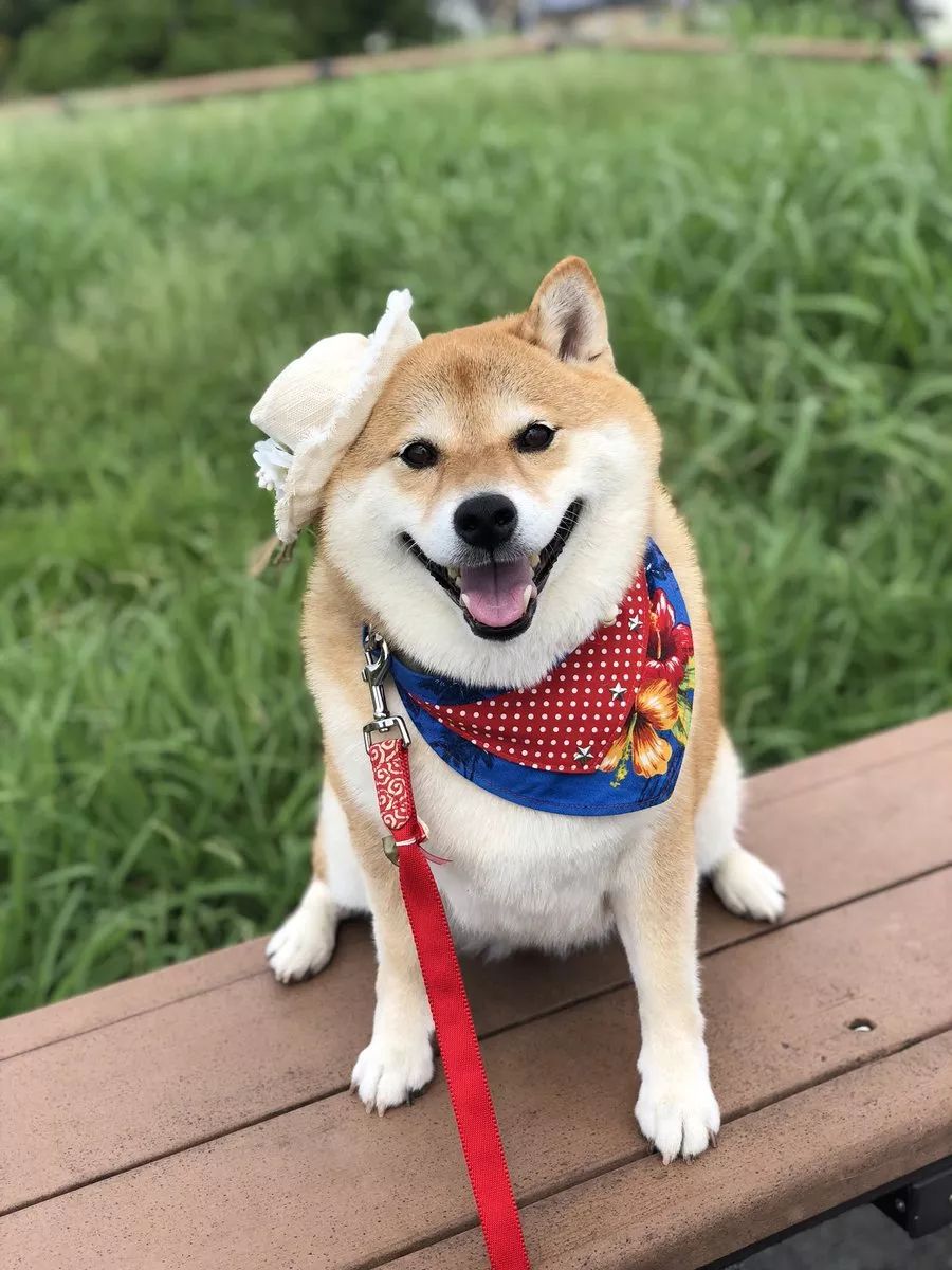 又想骗我养狗日本这只柴犬靠蠢萌吸粉100多万是狗生赢家了