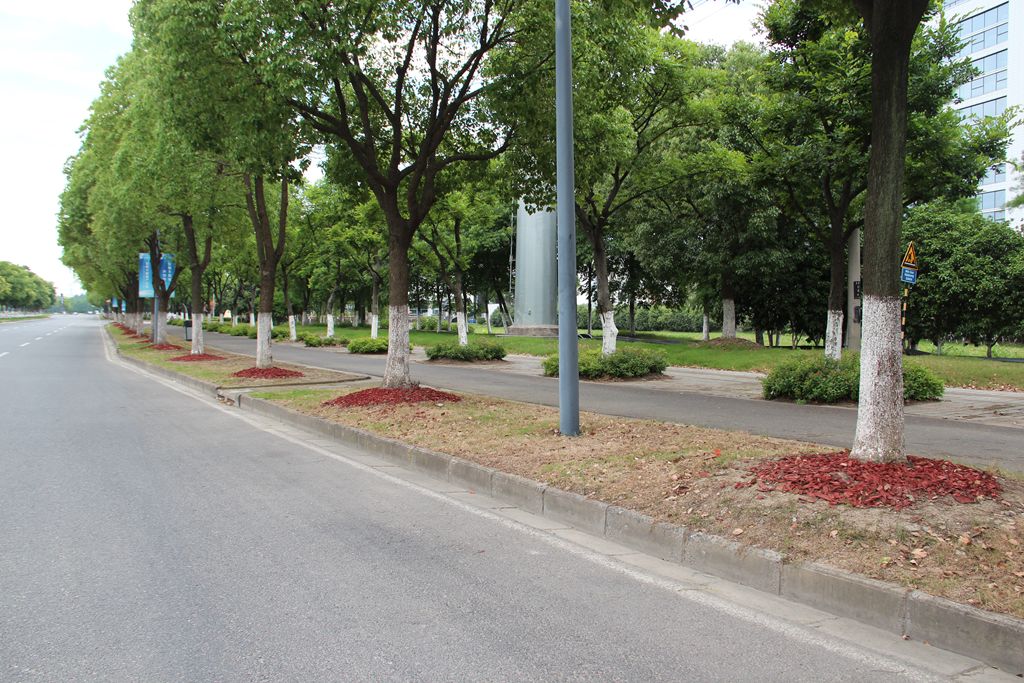 美丽花桥丨城市绿化管养有新招道路林下景观更多彩